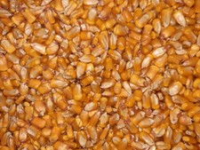 Deer Squirrel Mouse Bird Food Dried Corn Conventional non-Gmo 8 lbs for feeder