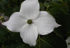 Cornus kousa China Girl - Chinesischer Blumenhartriegel  - Blütenhartriegel  ... - Bild 1 von 1