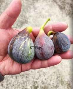 De La Senyora Hivernenca (DLSH) Fig cuttings x 3 (Split resistant) - Picture 1 of 10
