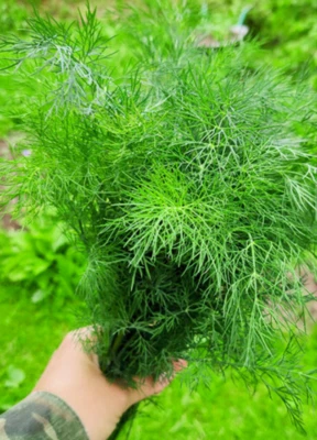 👩‍🌾 100+ Samen Dill "Türkis", Samenfest - Bild 1 von 3