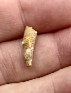 Pterosaur Pterodactyl 5/8” Tooth Dinosaur Fossil T Rex era Cretaceous P2 - Picture 1 of 3