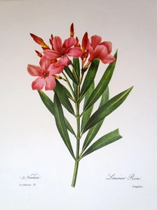 P.J. Redoute # 71 Laurier Rose Vintage Print - Bild 1 von 2