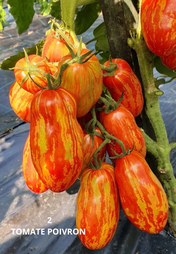 Tomate Poivron Tomate Poivron 10 Graines - Photo 1/1