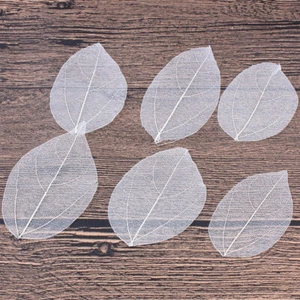 6 Pcs Blattvenenmaterial Skelett Natürliche Blätter Für Bastelprojekt - Imagen 1 de 11