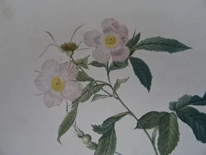 Redouté - Alpina flore variegato - Bild 1 von 4