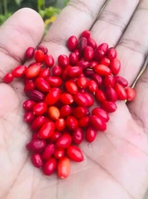 15+ semillas ayurvédicas eritroxilum navo semillas orgánicas puras de Ceilán - Imagen 1 de 4