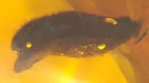 Schönes behaartes Blatt in dominikanischem Bernstein Fossil Edelstein - Bild 1 von 9