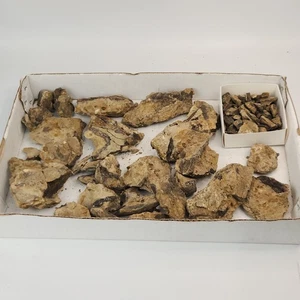 Unprepped Scrap Jurassic Dinosaur Bone Associated Fossil Project - Morrison Fm. - Picture 1 of 20