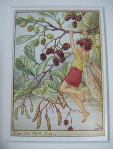 El Hada del Aliso Vintage Flor Hadas Estampado y Montaje Cicely Mary Barker c1930s - Imagen 1 de 3
