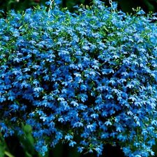 Blue Ground Cover Seeds, Blue Lobelia Seeds, Blue Carpet Seeds Heirloom, 75ct