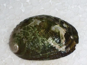 HALIOTIS GLABRA DARK GREEN PATTERN - Picture 1 of 2