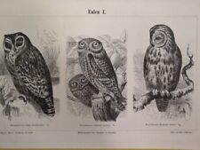 1890 BIRDS OF PREY Lithograph Barn Owls Double Illustration 6.5 x 9.5" C13-5