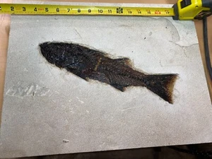 13" Mioplosus aus der 18" Schicht. - Bild 1 von 3