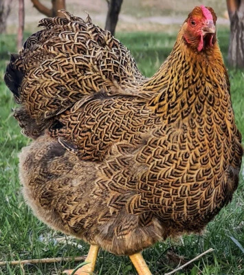 BLUE 12+ Rare Breed Chicken Fertile Hatching Eggs, Wyandotte, Sweddish Flower
