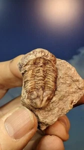 Trilobite; Ductina Vietnamica VERY RARE! Devonian China. As Shown. Boxed. - Picture 1 of 9