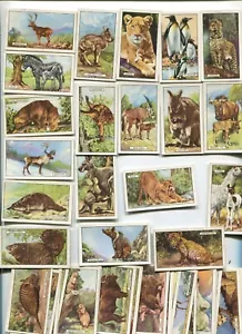1937 PARK DRIVE GALLAHER Ltd CIGARETTES WILD ANIMALS 48 COLLECTOR CARD SET - Picture 1 of 4