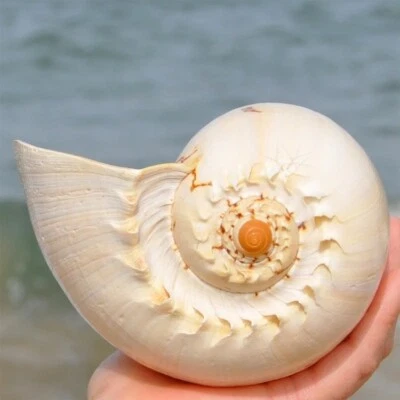 Large Indian Melon Volute Seashell Natural Conch Rare Real Beach Home Deco 7-8" - Image 1 of 4