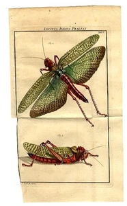 1747 ROESEL HC ENGRAVING 01/005 superb locusts - LIFE-SIZED - Picture 1 of 2