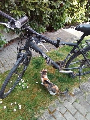 Herren Fahrrad Mauntenbike Art  28 Zoll - Bild 1 von 2