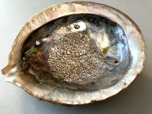 Concha de abulón 5"x6" de la Bahía de Monterey Costa del Pacífico California Central - Imagen 1 de 10