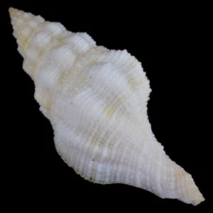 LATIRUS DEYNZERORUM f. A (Balut Isl., Philippines) 41.9mm #19860 - Picture 1 of 4
