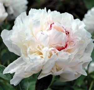 Peony Festiva Maxima Bare Root Live Plants - Outdoor Garden Plant - Picture 1 of 4