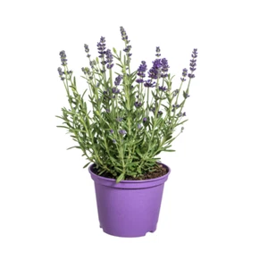 8x Lavendel – Lavandula angustifolia – Ø13cm – ↕30–40cm – Lila Blüten, Duft - Bild 1 von 3