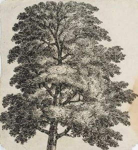 C. GRAIMBERG (*1774), Baumkrone, um 1800, Kohle Romantik Botanisch 1800-1849 - Bild 1 von 4
