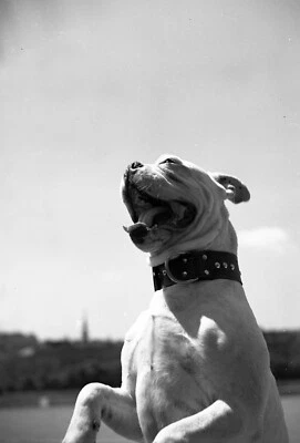 original unmarked fine art Photo negative, 1930's by SZENDRŐ István, bulldog - Image 1 of 3