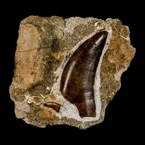 Diente fósil dentado de tiranosaurio y diente de dinosaurio rapaz Dromaeosaurus - Imagen 1 de 12