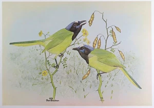 Rex Brasher Bird Print, Green Jay in Acacia Tree, 16x12 in. - Picture 1 of 3