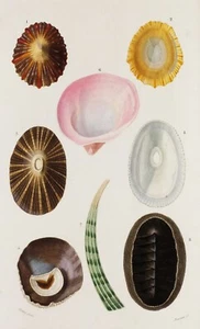 1845 SHELLS - D´ORBIGNY - HAND COLORED with passepartout - (01763) - - Picture 1 of 2