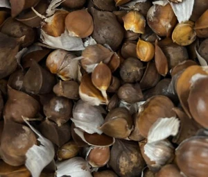 Garlic - Elephant (Russian) Corms/Bulbils x 5 AVAILABLE to WA NOT TAS/NT - Picture 1 of 4
