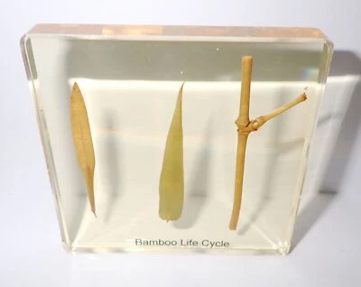 Juego de ciclo de vida simplificado de bambú dorado de 3 etapas 75 mm cuadrado ámbar diapositiva transparente Foto 1 de 4