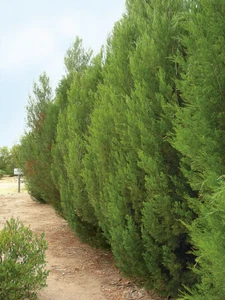 Cypress Pine (Callitris Roei) 30 Seeds - Picture 1 of 3