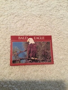 Vintage Mountain West Prints Postcard Bald Eagle Photo Unposted - Picture 1 of 2