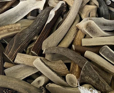 Elk Antler Dog Chews – Split or Whole | C-Grade Rustic | S/M/L | Natural Shed 3P - Image 1 of 4