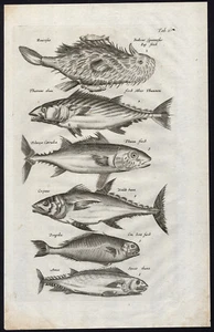 Antique Print-PILOT FISH-TUNA-Jonston-Merian-1657 - Picture 1 of 1