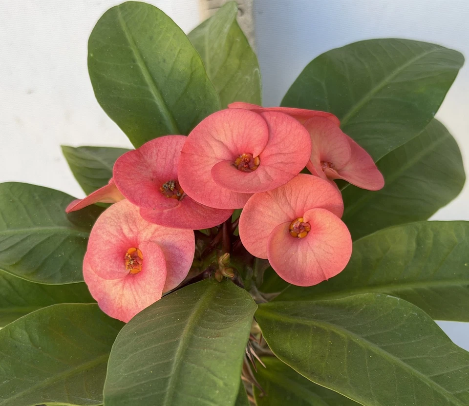 Euhorbia Milii Crown Of Thorns Corona de Cristo 'Name it Yourself'  New Seedling - Image 1 of 4