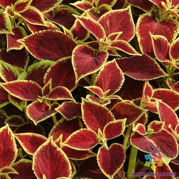 25 + 优质太阳深红金 Coleus 种子适用于花园 - 美国 - 免费送货! — 第 1/1 张图片