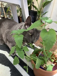 100 CATNIP Seeds CATSWORT Herb Medicinal Magic CATMINT NON GMO ORGANIC Garden - Picture 1 of 9