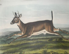 Audubon Quadrupeds Octavo Bowen 1849 H/C lithograph Pl 118 White Tailed Deer