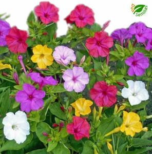 Dondiego de Noche ( 50 semillas ) Mirabilis jalapa Bella de Noche Don Pedro - Imagen 1 de 3