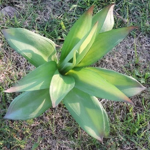 2er Set 21cm lebensechte künstliche Agave Sukkulente Weihnachten Wohndeko grün - Bild 1 von 3