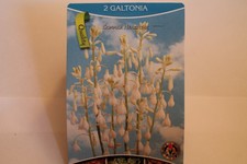 2 Flower bulbs,Summer hyacinth,Galtonia#Bz14