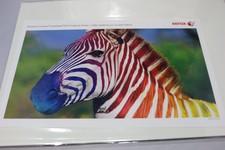 Colorful Zebra 5x7 Photo Print by Xerox