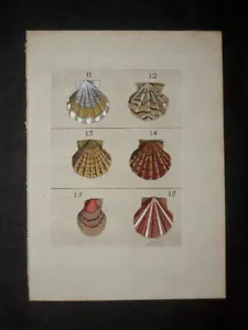 1681 ORIGINAL ANTIQUE HAND COLORED SHELL PRINT - BUONANNI - SCALLOP SHELLS RARE - Picture 1 of 1