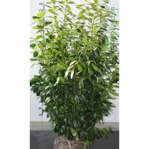Großblättriger Kirschlorbeer 180-200 cm. 3 St. Kirschlorbeer Hecke Immergrün - Bild 1 von 4