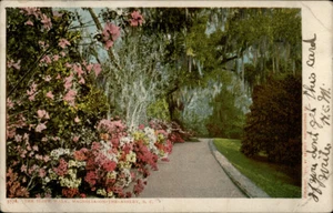 Magnolia-On-The-Ashley,SC Detroit Photographic 1906 Flowers South Carolina - Picture 1 of 2