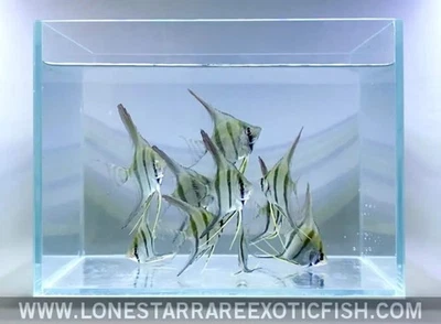 Pez ángel Altum / Pterophyllum altum - Peces vivos de acuario Foto 1 de 4